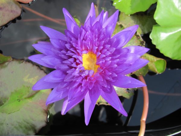 Waterlily Tropical King of Siam