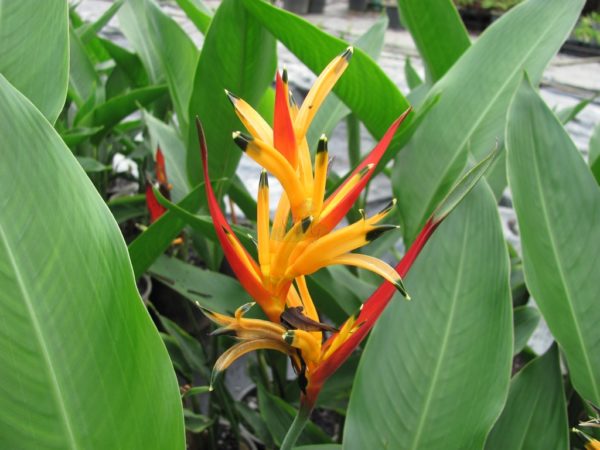 Heliconia psittacorum kathy