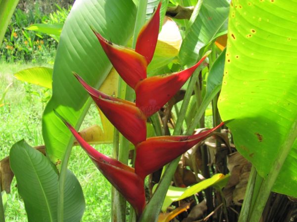 Heliconia bihai x caribaea Kawauchi