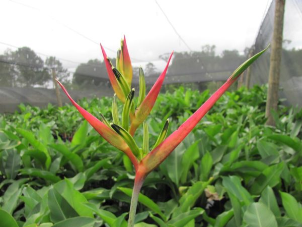 Heliconia psittacorum Lillian