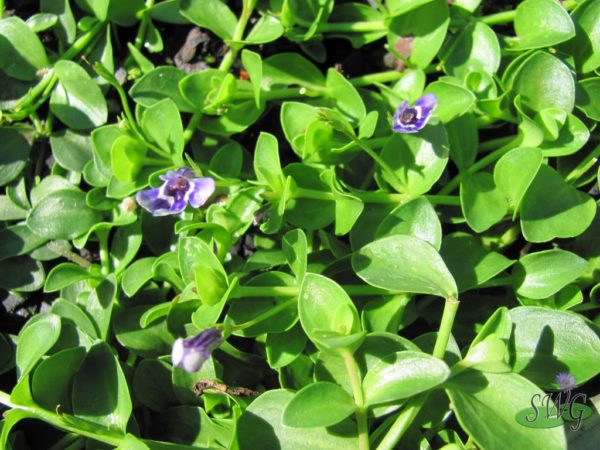 Lindernia grandiflora Blue Money Wort