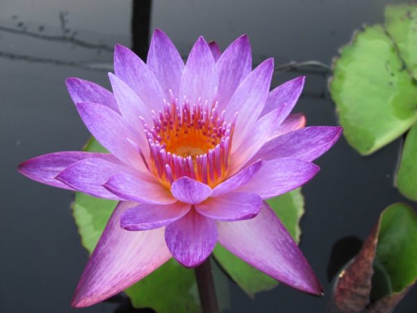 Waterlily Tropical Lindsay Woods