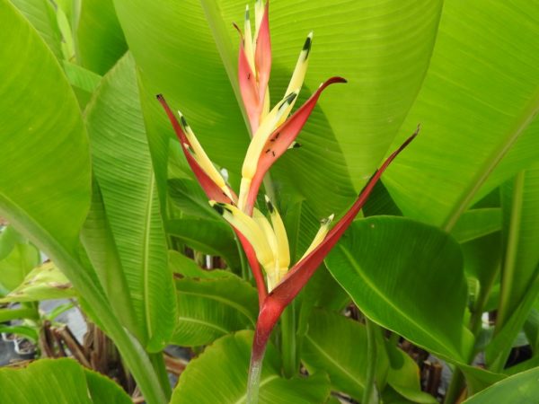 Heliconia psittacorum Lizette