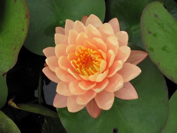 Waterlily Hardy Mangkala Ubol