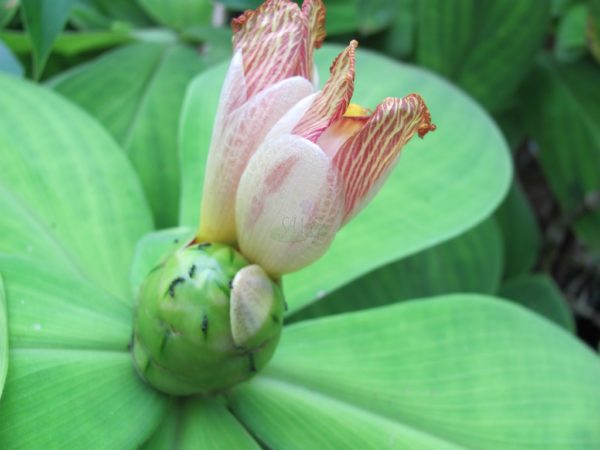 Costus Malortieanus