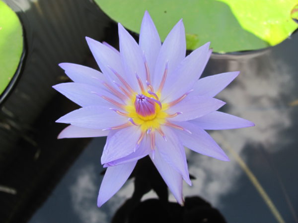 Waterlily Tropical Margaret Randig