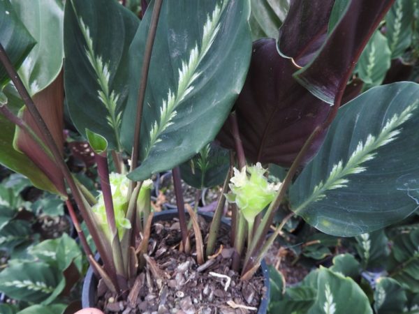 Calathea Maui Queen