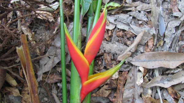 Heliconia bihai Red Mud