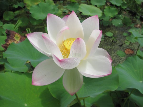 Lotus Nucifera Pale Face