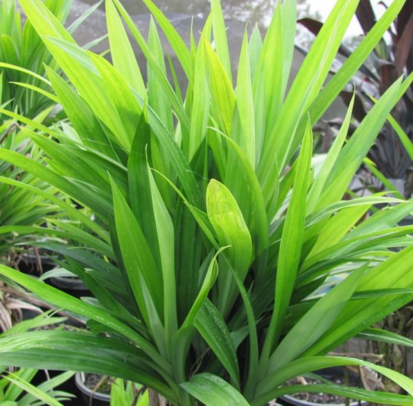 Pandanus amaryllifolius Edible Pandan