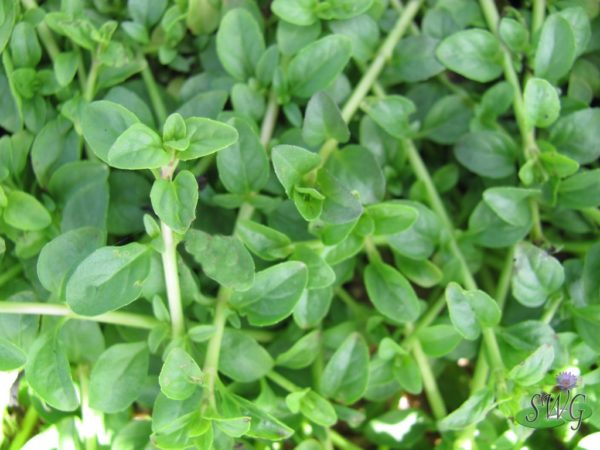 Mentha pulegium Penny Royal