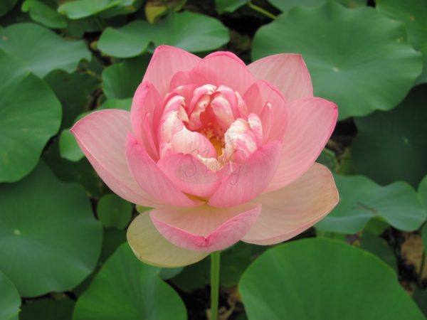 Lotus Perry Slocum