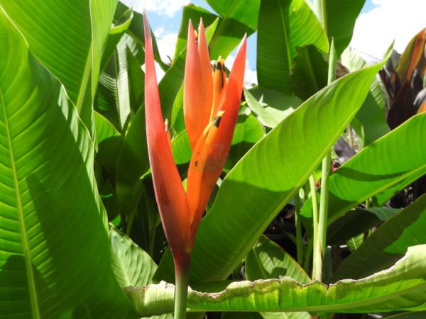 Heliconia psittacorum Petra Nova