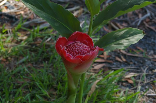 Etlingera Cerise Tulip