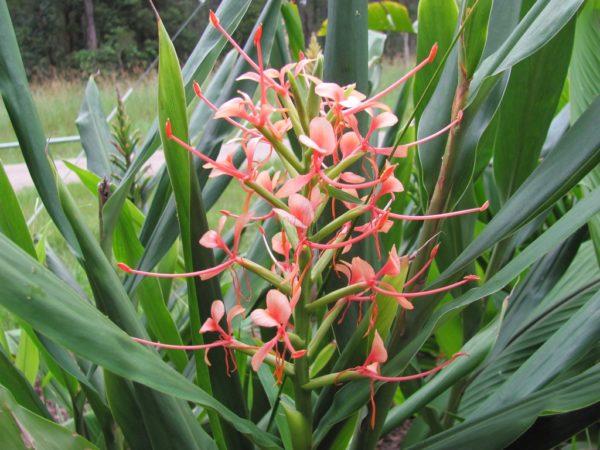 Hedychium Pink Hybrid