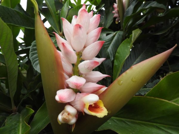 Alpinia Pink Glo