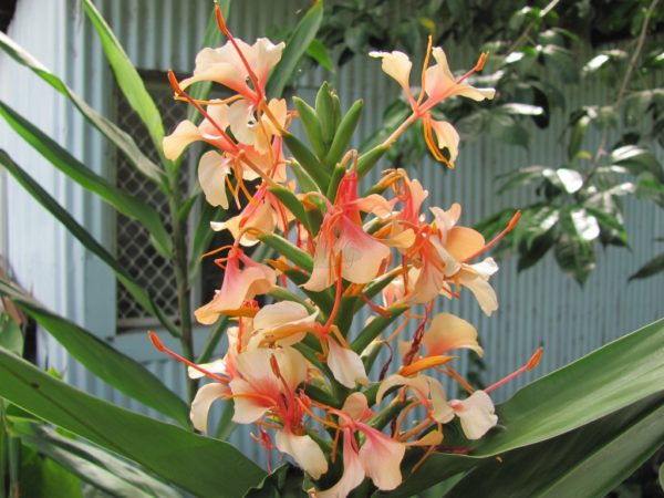 Hedychium Pink V