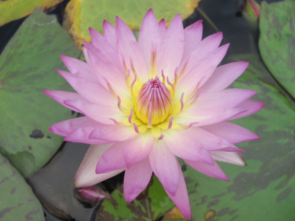 Waterlily Tropical Paula Louise