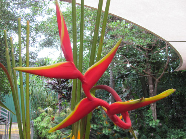 Heliconia bihai x marginata Rauliniana