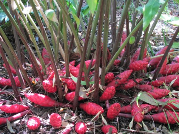 Zingiber peninsulare Red Hot Poker