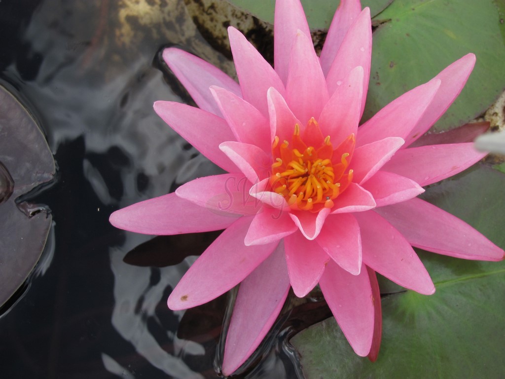 Waterlily Hardy Rose Arey - Suncoast Australia