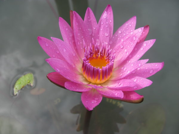 Waterlily Tropical Ruby