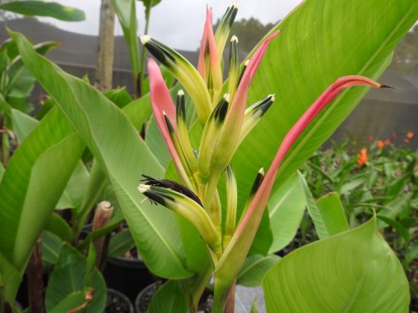 Heliconia psittacorum Strawberrys & Cream