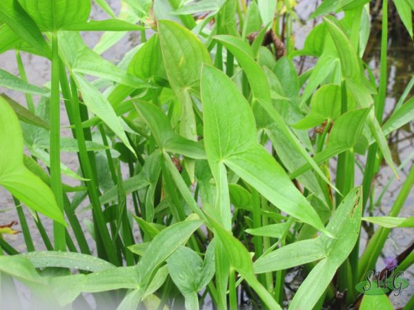 Sagittaria sagittifolia Arrow Head-Duck Potato