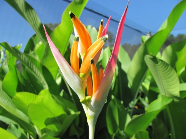 Heliconia psittacorum Sassy