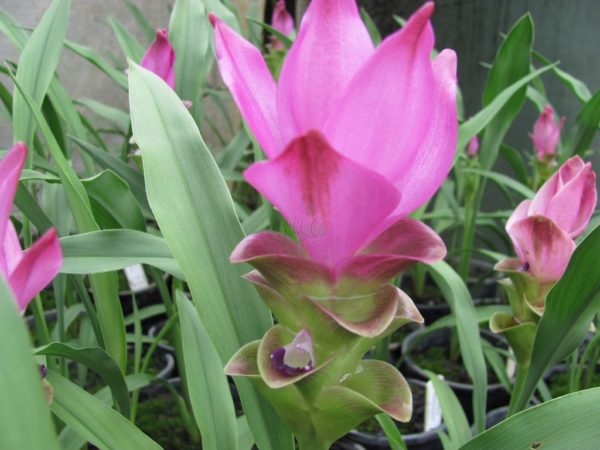 Curcuma aslimatifolia Satisfaction