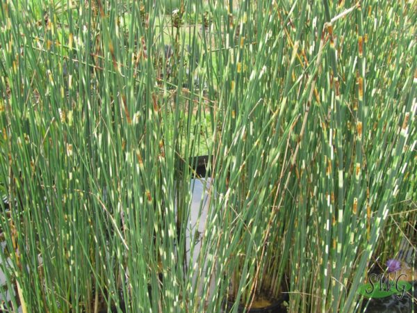 Schoenoplectus tabernaemontani Zebrinus Zebra Grass