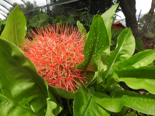 Scadoxis multiflorus Blood Lily