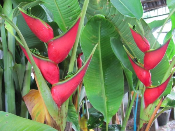 Helcionia orthotricha She