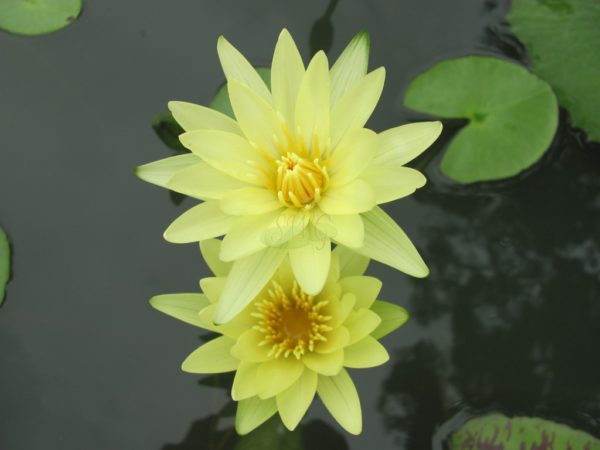 Waterlily Tropical St. Louis Gold