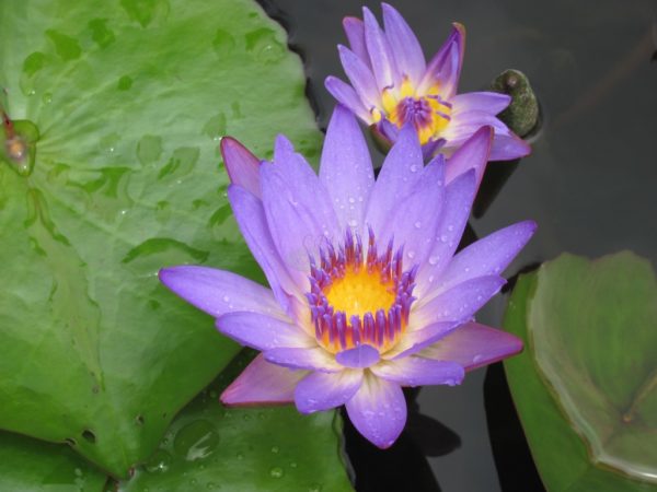 Waterlily Tropical Tina