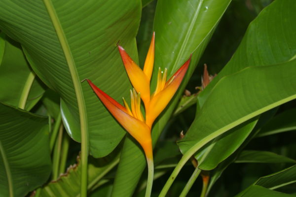 Heliconia psittacorum x spathocircinata Tropica