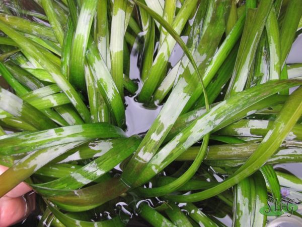 Vallisneria gigantea Ribbon Weed