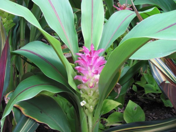 Curcuma Voodoo Magic