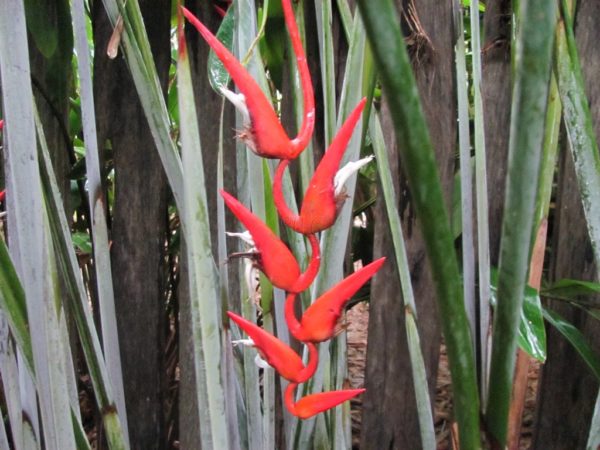 Heliconia pendula Waxy Red