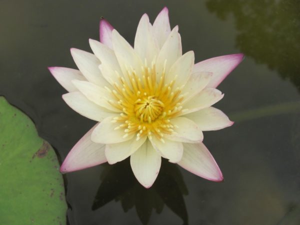 Waterlily Tropical White Delight