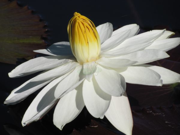 Waterlily Tropical Nocturnal Woods White Night