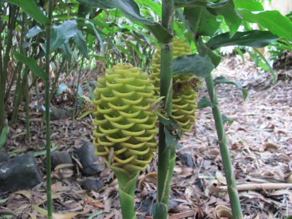 Zingiber Spectibile Yellow Beehive