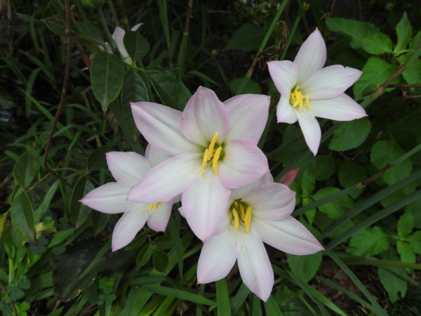 Zepheranthus grandifolia Pink Rain Lily