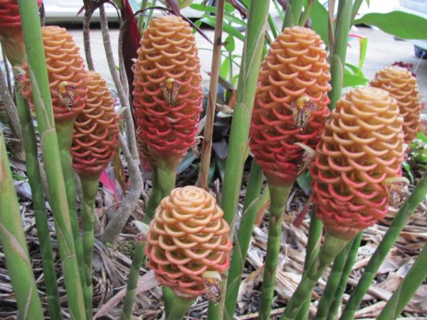 Zingiber Spectibile Orange Beehive