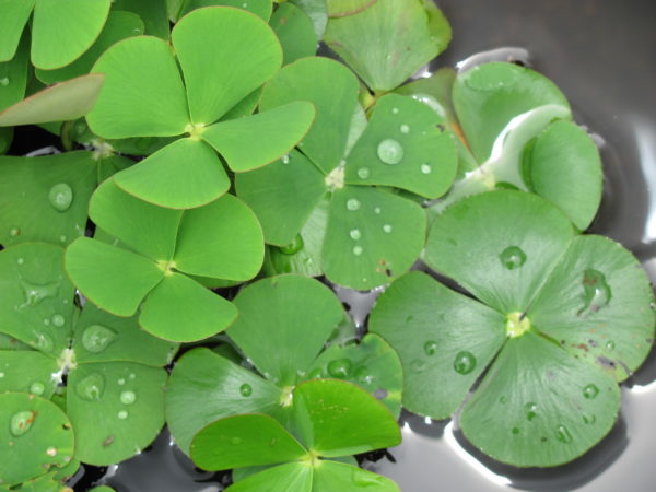 Marsilea mutica nardoo Water Clover