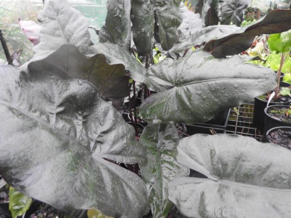 alocasia plumbaea metallica