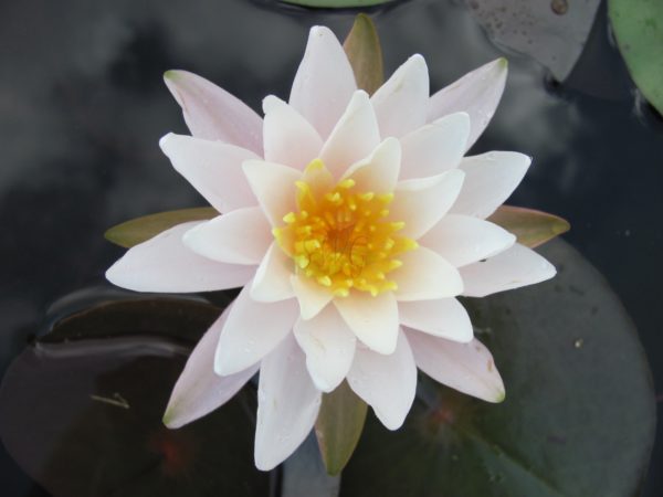 Waterlily Hardy Brakeleyi Rose