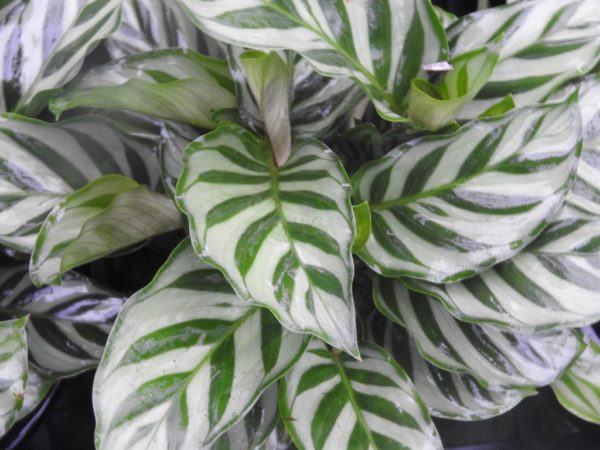 Calathea Freddie