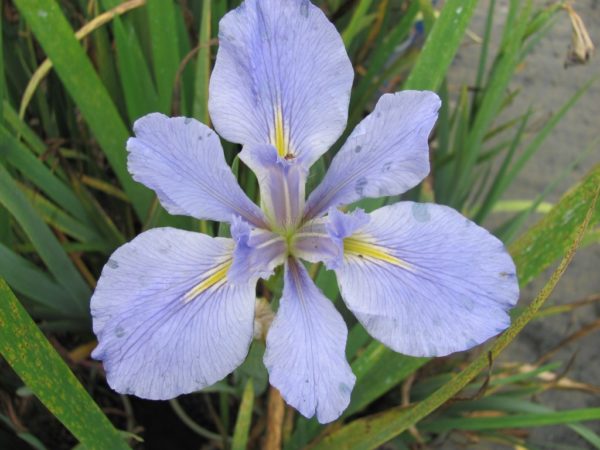 Iris louisiana Cammaray Blue