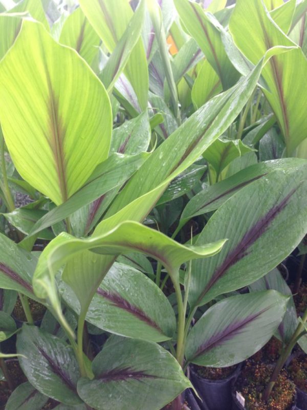 Curcuma caesia sp. Black Tumeric